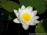 foto de flor de nen�far con tama�o de 160x120; ver distintas medidas disponibles a la derecha